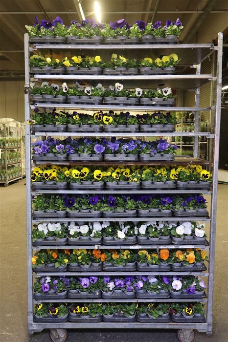 <h4>Vio F1 Hybr Mixk 1 Kleur Per Tray</h4>