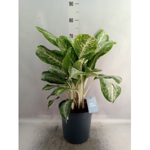 Aglaonema   ...