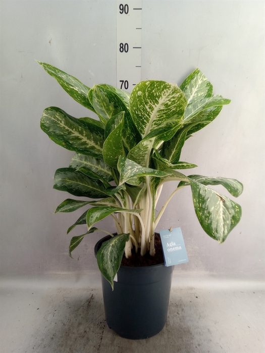 Aglaonema   ...