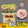 Eus G Big Sun Alissa Ligh Pink