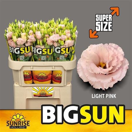 Eus G Big Sun Alissa Ligh Pink