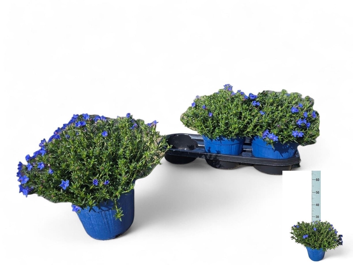 <h4>GLANDO DIFFUSA</h4>