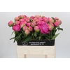 Paeonia Jacorma