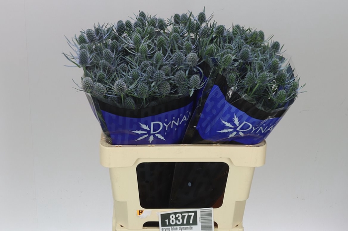 <h4>Eryngium Blue Dynamite</h4>
