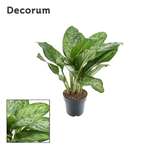 Aglaonema Greenlight (Decorum) 21cm