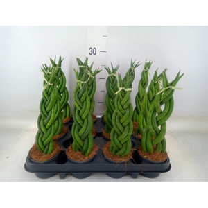 Sansevieria cyl.  ...