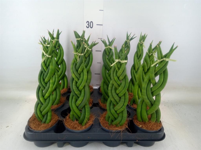<h4>Sansevieria cyl. ...</h4>