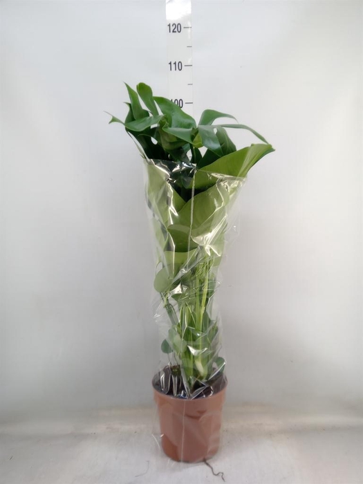 <h4>Monstera delic.</h4>