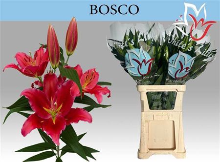 <h4>Li Or Bosco</h4>