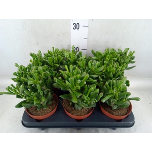 Crassula ovata 'Trompet'