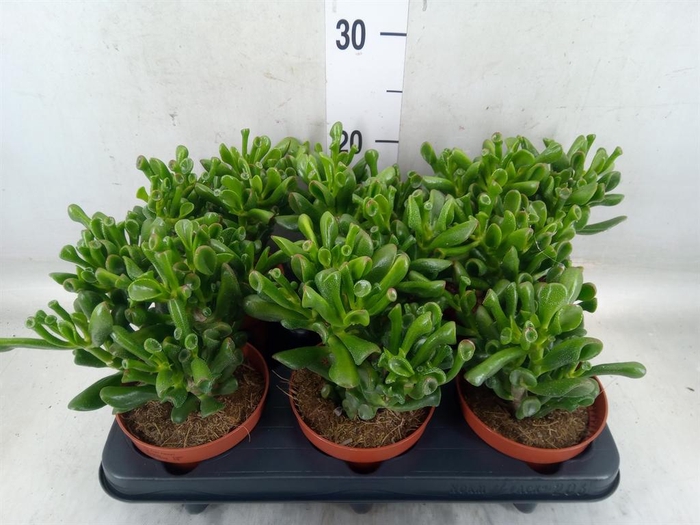 <h4>Crassula ovata 'Trompet'</h4>