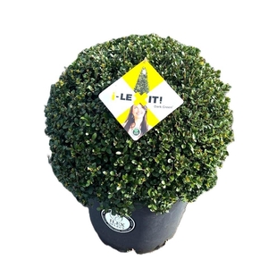 Ilex crenata Dark Green, P35, Bol Ø50cm