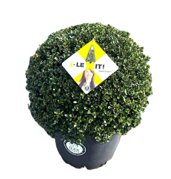 <h4>Ilex crenata Dark Green, P38, Bol Ø50cm</h4>