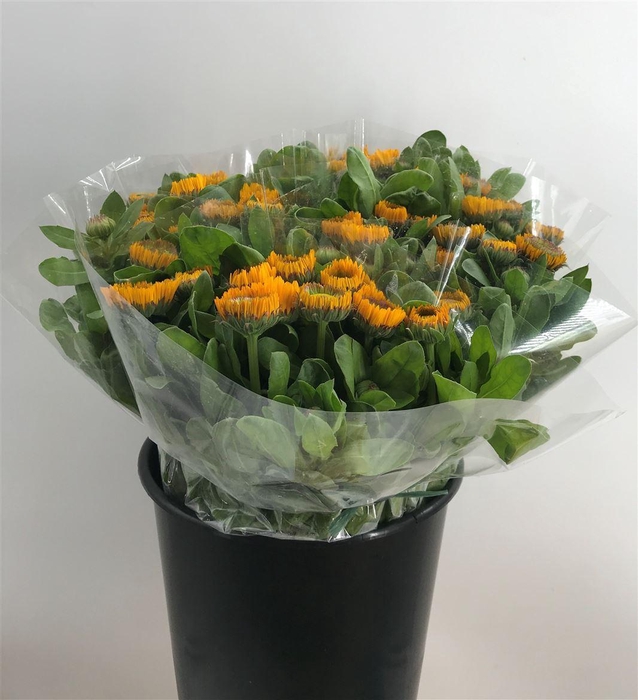<h4>CALENDULA YELLOW</h4>