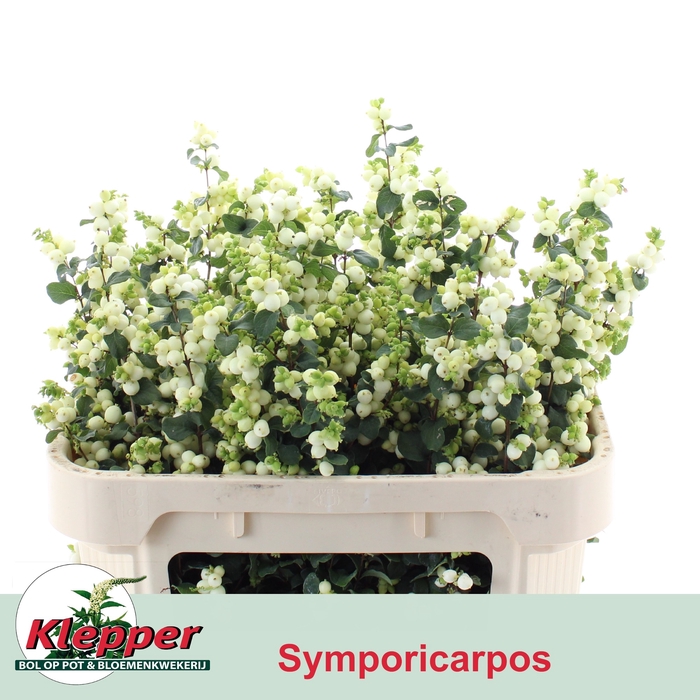 <h4>SYMPHO MAG LEMO LIME</h4>