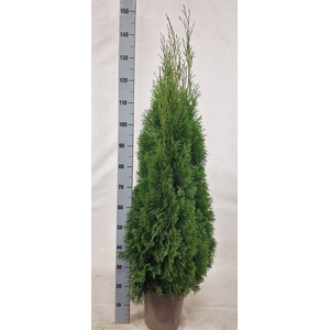 THUJA O SMARAGD