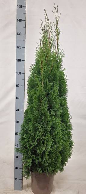 <h4>THUJA O SMARAGD</h4>