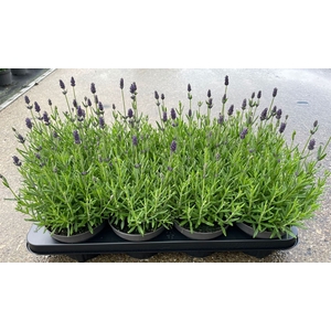 Lavandula angus. 'Lavance Purple'
