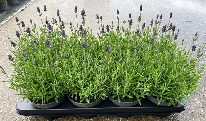 Lavandula angus. 'Lavance Purple'