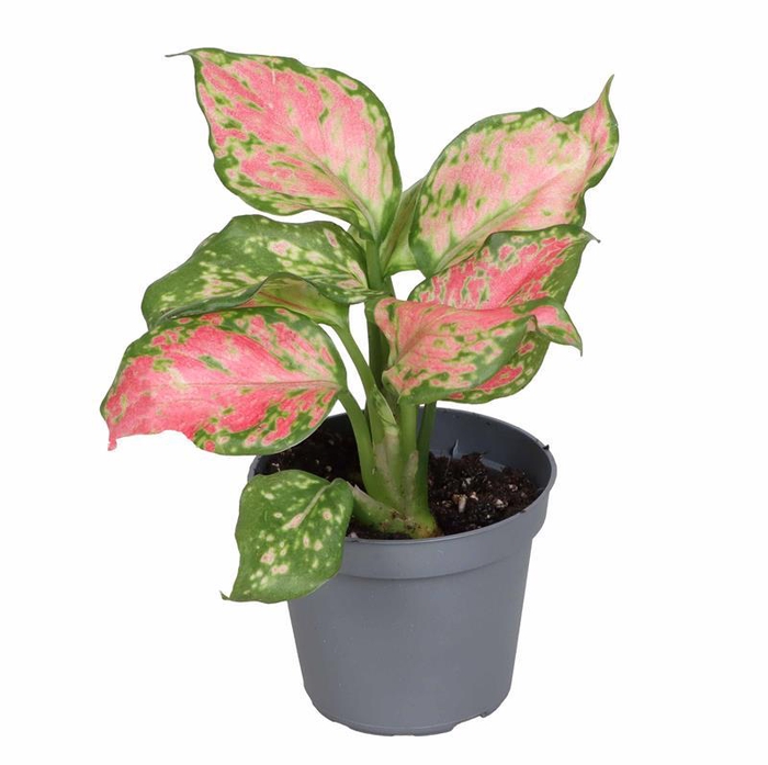 <h4>AGLAONEMA ARACEAE p6 Beauty</h4>