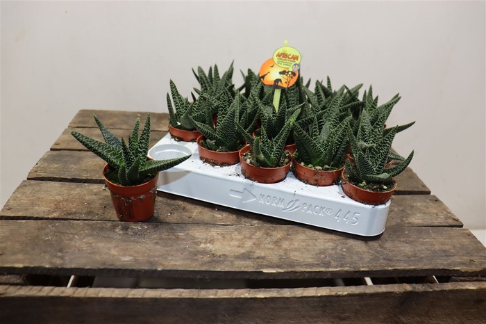 <h4>Haworthia Ov</h4>