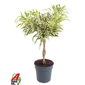 Dracaena reflexa 'Song of India'