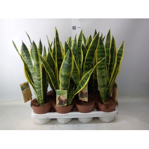 Sansevieria trifa. 'Laurentii'