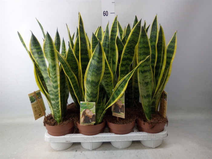 <h4>Sansevieria trifa. 'Laurentii'</h4>