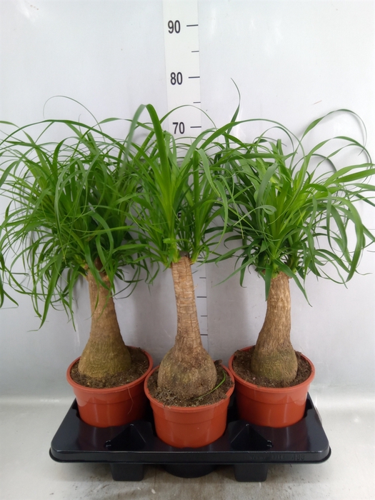 <h4>Beaucarnea recurvata</h4>