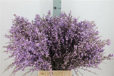 <h4>Ginster Milka 400 Gram</h4>