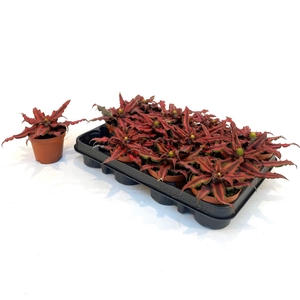 CRYPTAN BIV RED STAR