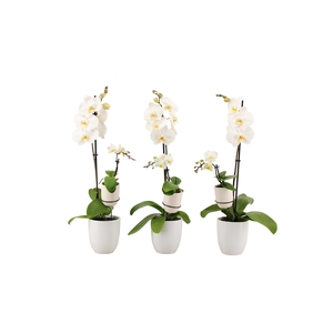 Hugo White Phal Wit 1T+ Tiny Dolls 1T