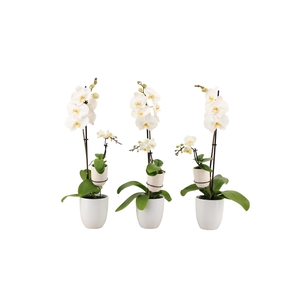 Hugo White Phal Wit 1T+ Tiny Dolls 1T
