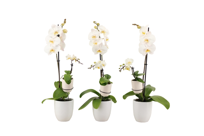 <h4>Hugo White Phal Wit 1T+ Tiny Dolls 1T</h4>