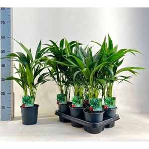 KENTIA - P13 H50 - 6PP (Howea forsteriana)