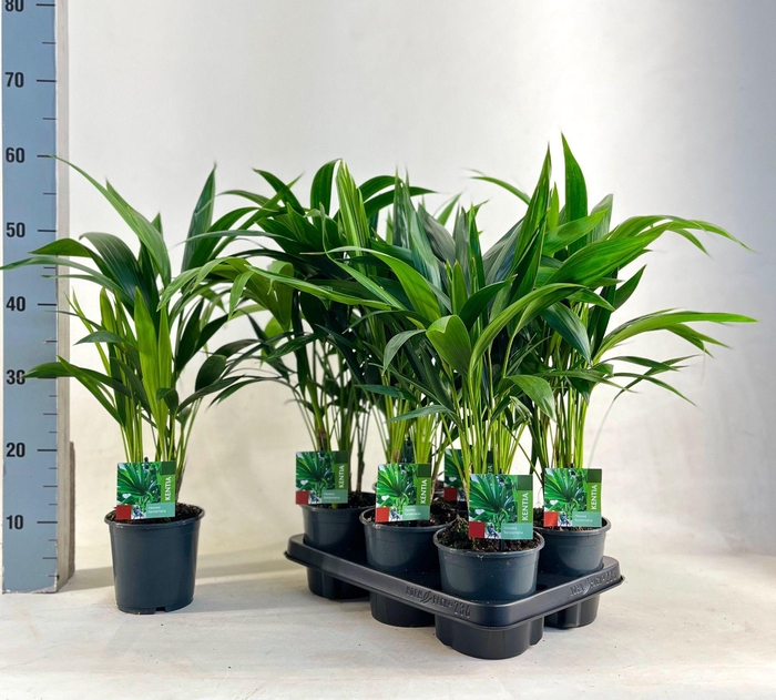 <h4>KENTIA - P13 H45 - 6PP (Howea forsteriana)</h4>