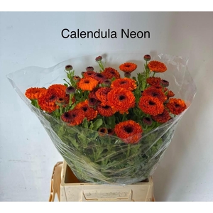 CALEND OV