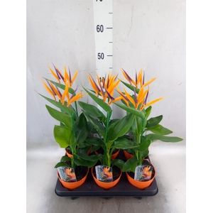 Arr.  Strelitzia L%