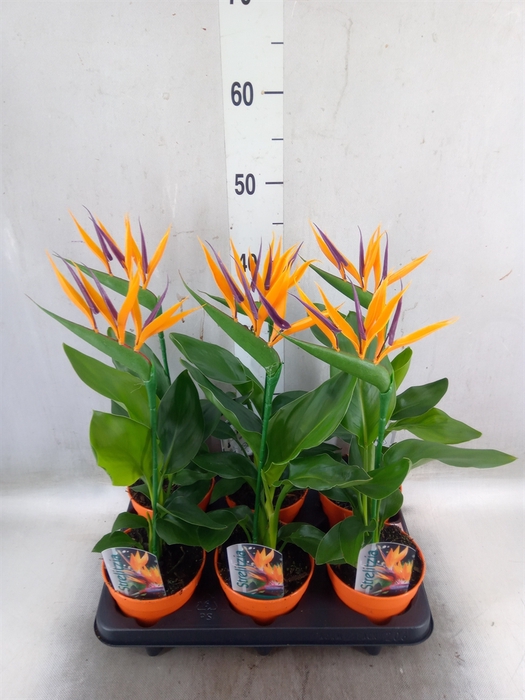 <h4>Arr.  Strelitzia L%</h4>
