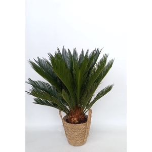 CYCAS REVOLUTA