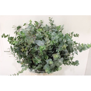 Euca Cinerea 300gr P Bunch