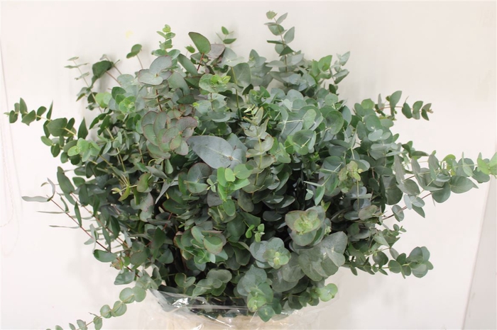 <h4>Euca Cinerea 300gr P Bunch</h4>