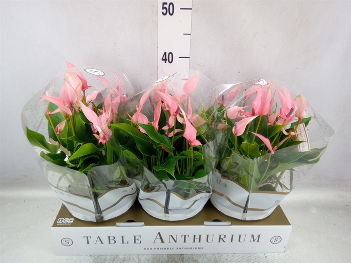 Anthurium andr. 'Lilli'