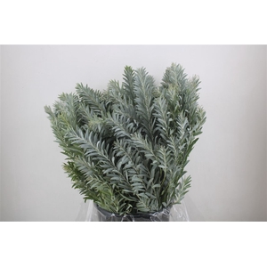 Mimosa Luna D'argento P Bunch