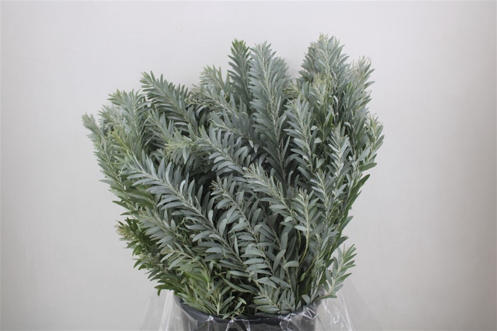 <h4>Mimosa Luna D'argento P Bunch</h4>