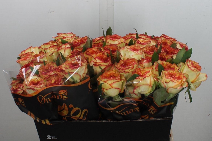 <h4>R Gr Aruba Summerh</h4>