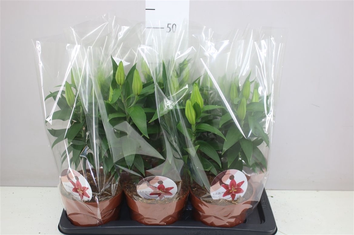 <h4>Lil Or Magny Cours 2pp Dark Pink</h4>