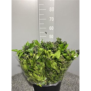 Hedera Helix Berry 300