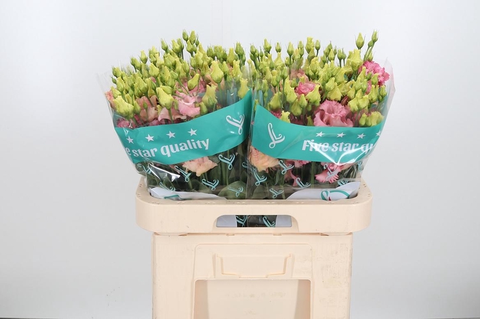 <h4>Eus G Corelli Coral</h4>