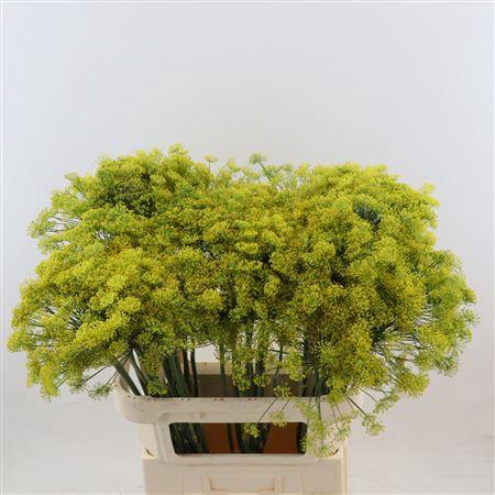 <h4>ANETHUM GRAVEOLENS</h4>